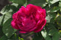 Rose de Resht