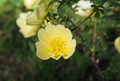 Chinesische Goldrose - Rosa hugonis
