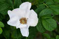 Weiße Apfelrose 'Alba' - Rosa rugosa 'Alba'