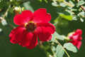 Shrub - Rosa moyesii geranium