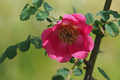 Mandarinrose - Rosa moyesii