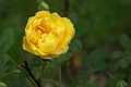 Persische Goldrose - Rosa foetida - Fuchs-Rose