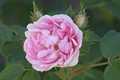 Maiden's Blush - Rosa alba