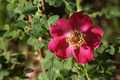 Highdownensis - Rosa moyesii geranium