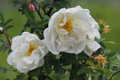 Johannisröschen - Rosa pimpinellifolia 'plena'