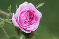 Rosa centifolia muscosa - Moosrose