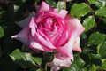 Rose de Pompadour