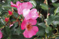 Bienenweide® Rosa