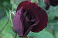 Nigrette syn. The Black Rose of Sangerhausen