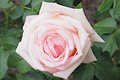Meine Rose