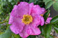 Rosa roxburghii 'Lampion', syn. Kastanienrose