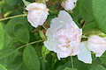 Quatre Saisons blanc mousseux, syn. Rosier de Thionville, Perpetual White Moss