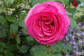 Pink Eden Rose