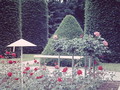 Rosengarten, Teschendorff-Garten, Juni 1966