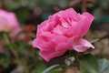Generation Jardin