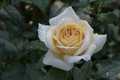 Lions-Rose