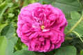 Amela