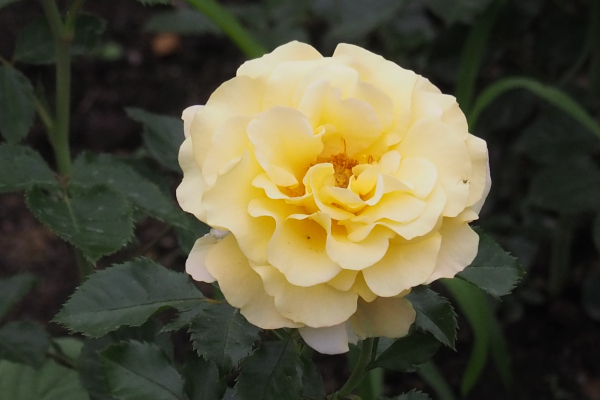 Sunmaid