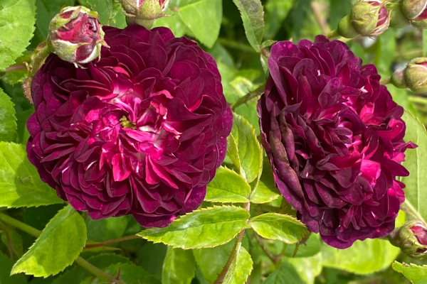 Ombrée Parfaite, sy, La Negresse