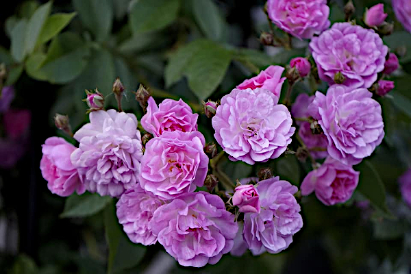 Donaunymphe, syn. Lilac Bells, Danube Nymph