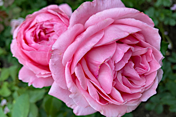 Super Pink