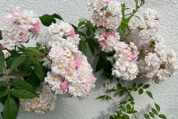 Guirlande Rose