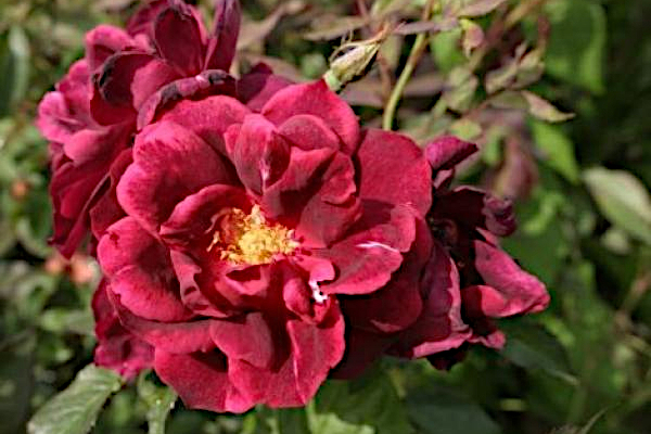 Burgundy Rambler