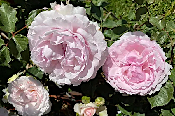 Euridice
